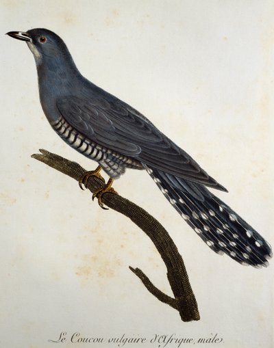 Kukułka afrykańska (Cuculus gularis), grawerowanie z Histoire Naturelle des Oiseaux d