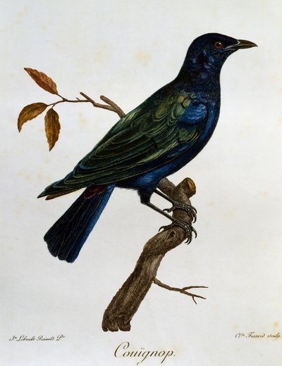Black-bellied Glossy-Starling (Lamprotornis corruscus), grawerowanie z Histoire Naturelle des Oiseaux d