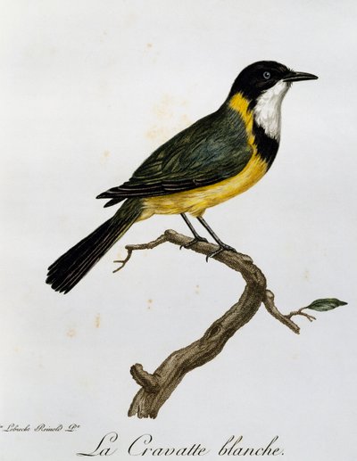 Złoty Świstak (Pachycephala pectoralis), grawer z Historii Naturalnej Ptaków Afrykańskich autorstwa Francois Le Vaillant