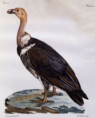 Niedojrzały Gryf Przylądkowy (Gyps coprotheres), grawerowanie z Historii Naturalnej Ptaków Afrykańskich autorstwa Francois Le Vaillant