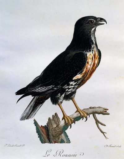 Szakal myszołów (Buteo rufofuscus), grawerowanie z historii naturalnej ptaków afrykańskich autorstwa Francois Le Vaillant