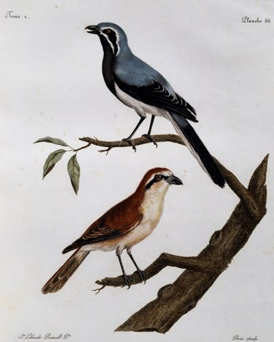 Le Pendeur et le Rousseau, rycina z Histoire Naturelle des Oiseaux d