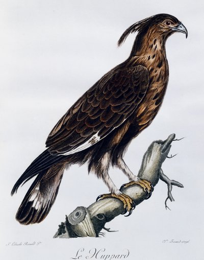Orzeł długoczuby (Lophaetus occipitalis), grawer z Historii naturalnej ptaków Afryki autorstwa Francois Le Vaillant