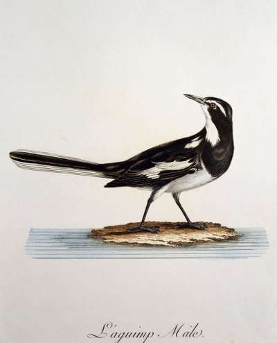 Samiec afrykańskiej pliszki górskiej (Motacilla aguimp), rycina z Histoire Naturelle des Oiseaux d
