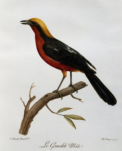 Samiec gonolek pospolity (Laniarius barbarus), rycina z historii naturalnej ptaków afrykańskich autorstwa Francois Le Vaillant