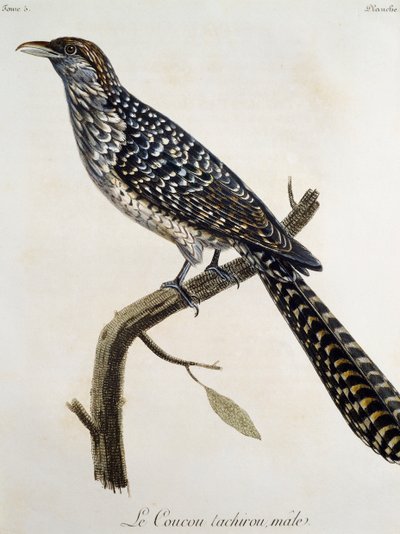 Mężczyzna Coucou tachirou, rycina z Historii naturalnej ptaków Afryki Francois Le Vaillant (1753-1824), Francja autorstwa Francois Le Vaillant