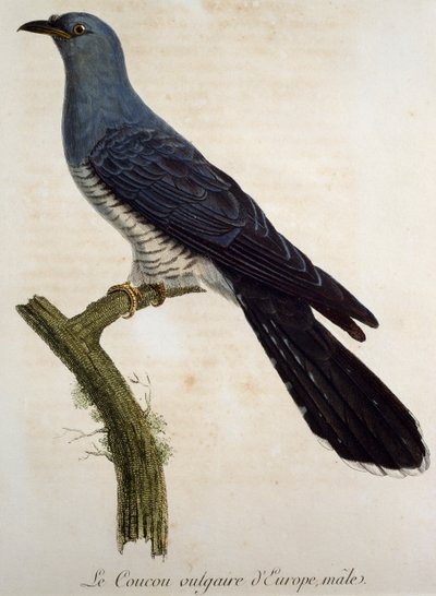 Samiec kukułki zwyczajnej (Cuculus canorus), rycina z Histoire Naturelle des Oiseaux d