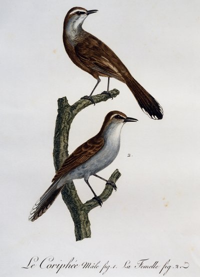 Samiec i samica Karoo Scrub-Robin (Cercotrichas coryphoeus), grawerowanie z Histoire Naturelle des Oiseaux d