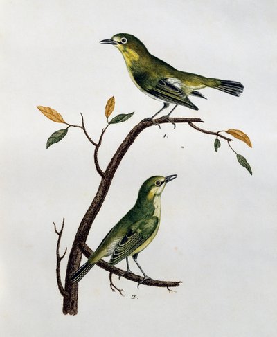 Samiec i samica bladobiałego oka (Zosterops pallidus), grawerowanie z Histoire Naturelle des Oiseaux d