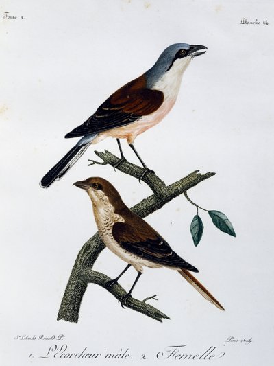 Samiec i samica dzierzby gąsiorek (Lanius collurio), grawerowanie z Histoire Naturelle des Oiseaux d