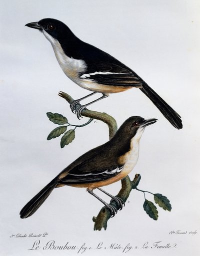 Samiec i samica Southern Boubou (Laniarius ferrugineus), grawerowanie z Histoire Naturelle des Oiseaux d