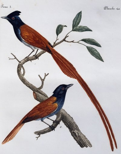 Samiec i samica muchołówki plamistej (Muscicapa striata), grawerowanie z Histoire Naturelle des Oiseaux d
