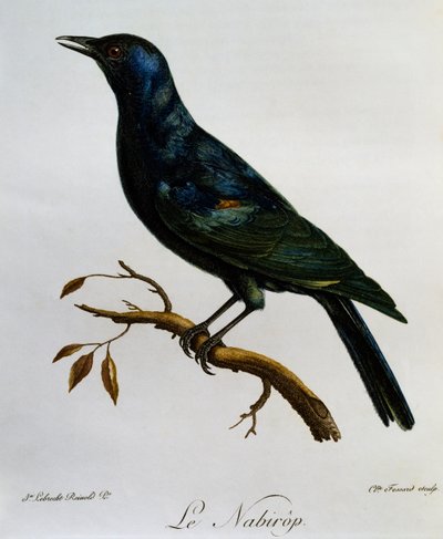 Bladoskrzydły szpak (Onychognathus nabouroup), grawer z Historii naturalnej ptaków afrykańskich autorstwa Francois Le Vaillant