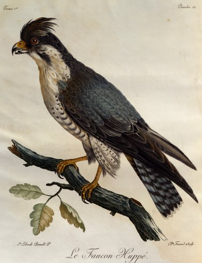 Sokół wędrowny (Falco peregrinus), rycina z Historii Naturalnej Ptaków Afryki autorstwa Francois Le Vaillant