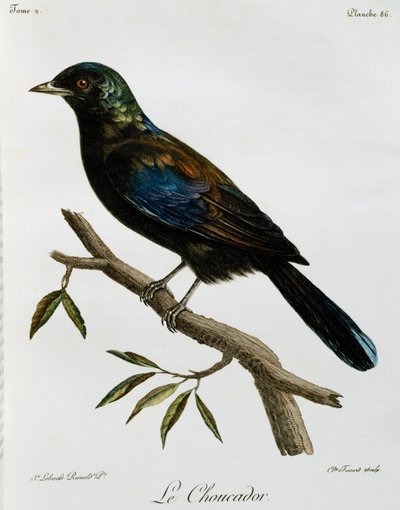 Principe Glossy-Starling (Lamprotornis ornatus), grawerowanie z Histoire Naturelle des Oiseaux d