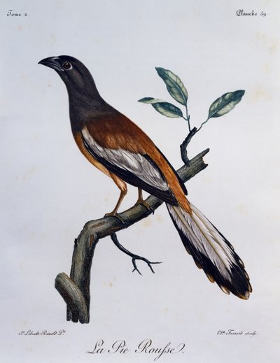 Rufous Treepie (Dendrocitta vagabunda), grawerowanie z historii naturalnej ptaków afrykańskich autorstwa Francois Le Vaillant