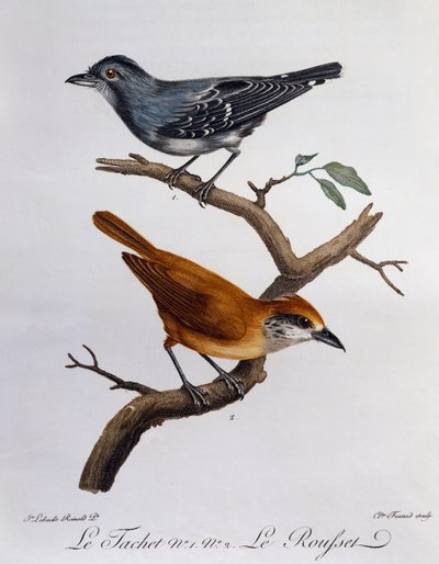 Tachet i, poniżej, Rousset, grawerowanie z Histoire Naturelle des Oiseaux d