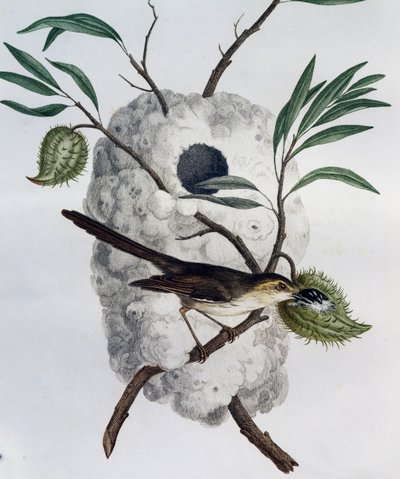 Prinia płowa (Prinia subflava), grawer z Historii Naturalnej Ptaków Afrykańskich autorstwa Francois Le Vaillant