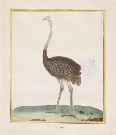 Struś Struś, 1770-86. autorstwa Francois Nicolas Martinet