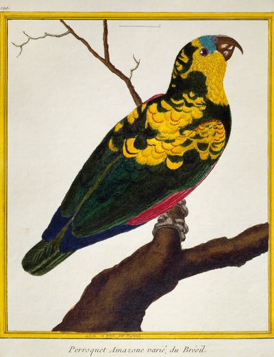 Papuga niebieskoczelna (Amazona aestiva), z Historii Naturalnej Ptaków autorstwa Francois Nicolas Martinet