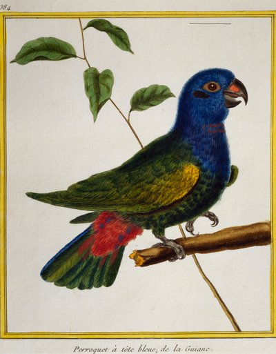 Papuga niebieskogłowa (Pionus menstruus), z Historii Naturalnej Ptaków autorstwa Francois Nicolas Martinet