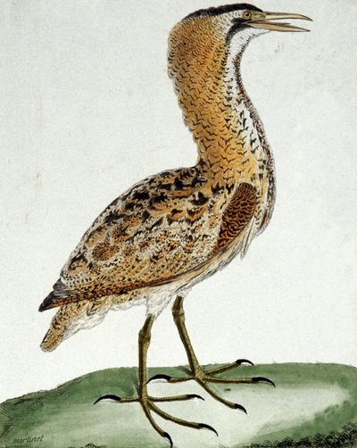Bąk autorstwa Francois Nicolas Martinet