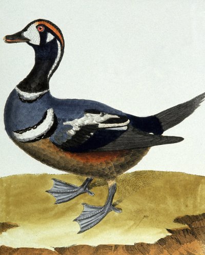 Canard collier. autorstwa Francois Nicolas Martinet