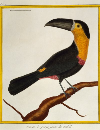 Tukan zadziorny (Ramphastos vitellinus), z Historii Naturalnej Ptaków autorstwa Francois Nicolas Martinet