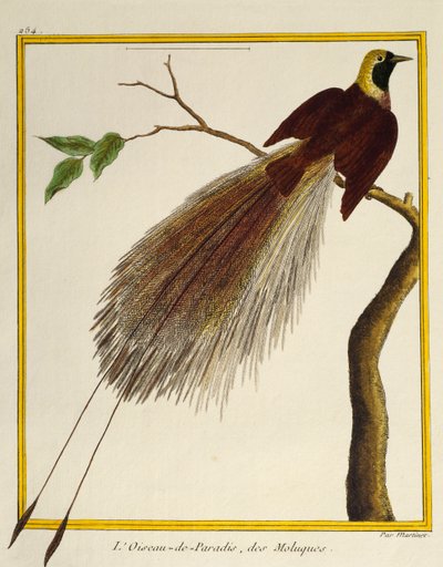 Większy ptak rajski (Paradisaea apoda), z Historii Naturalnej Ptaków autorstwa Francois Nicolas Martinet
