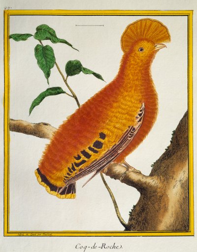 Kogut gwinejski (Rupicola rupicola), z Histoire naturelle des oiseaux autorstwa Francois Nicolas Martinet