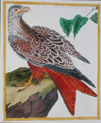 Latawiec, z „Histoire Naturelle des Oiseaux” Georgesa de Buffona (1707-88) opublikowany 1777 (kolorowa grawerunek) autorstwa Francois Nicolas Martinet