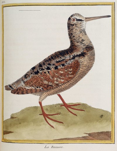 "La becasse", tablica 885 zoologii zaczerpnięta z "Historii ptaków" Francois Nicolas Martinet autorstwa Francois Nicolas Martinet