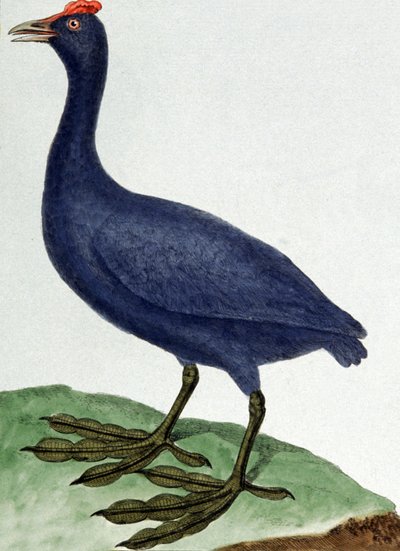 Madagaskar autorstwa Francois Nicolas Martinet