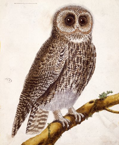 Sowa, z „Histoire Naturelle des Oiseaux” Georgesa de Buffona (1707-88) wydana w 1777 r. autorstwa Francois Nicolas Martinet