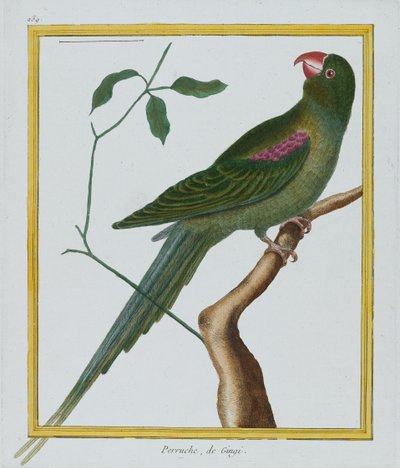 Perruche, de Gingi, c.1770-86 (ręcznie barwiony grawerunek) autorstwa Francois Nicolas Martinet