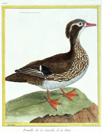 Nauki ścisłe. zoologia. Chińska cyraneczka. Grawer Francois Nicolas Martinet w: Natural History of Birds, Georges Louis Leclerc de Buffon, Francja, ok. 1777 (kolorowy grawer) autorstwa Francois Nicolas Martinet
