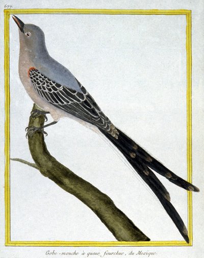 Nauki ścisłe. zoologia. Muchołówka z Meksyku. Grawer Francois Nicolas Martinet w: Natural History of Birds, Georges Louis Leclerc de Buffon, Francja, ok. 1777 (kolorowy grawer) autorstwa Francois Nicolas Martinet