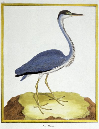 Nauki ścisłe. zoologia. Czapla. Grawer Francois Nicolas Martinet w: Natural History of Birds, Georges Louis Leclerc de Buffon, Francja, ok. 1777 (kolorowy grawer) autorstwa Francois Nicolas Martinet