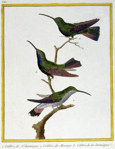 Nauki ścisłe. zoologia. Koliber z Santo Domingo, Meksyku i Jamajki. Grawer Francois Nicolas Martinet w: Natural History of Birds, Georges Louis Leclerc de Buffon, Francja, ok. 1777 (kolorowy grawer) autorstwa Francois Nicolas Martinet