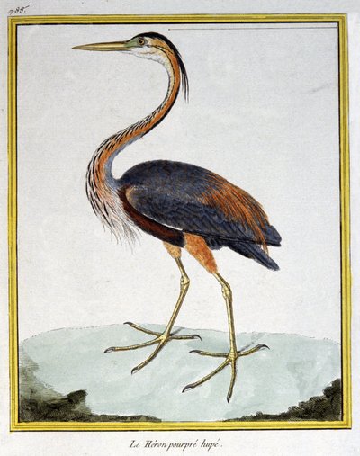 Nauki ścisłe. zoologia. Fioletowa czapla. Grawer Francois Nicolas Martinet w: Natural History of Birds, Georges Louis Leclerc de Buffon, Francja, ok. 1777 (kolorowy grawer) autorstwa Francois Nicolas Martinet