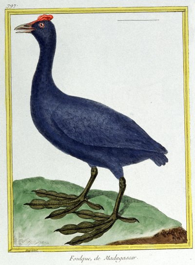 Nauki ścisłe. zoologia. Czerwone pohukiwania (z Madagaskaru). Grawer Francois Nicolas Martinet w: Natural History of Birds, Georges Louis Leclerc de Buffon, Francja, ok. 1777 (kolorowy grawer) autorstwa Francois Nicolas Martinet