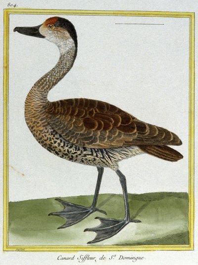 Nauki ścisłe. zoologia. Wigeon z Santo Domingo. Grawer Francois Nicolas Martinet w: Natural History of Birds, Georges Louis Leclerc de Buffon, Francja, ok. 1777 (kolorowy grawer) autorstwa Francois Nicolas Martinet