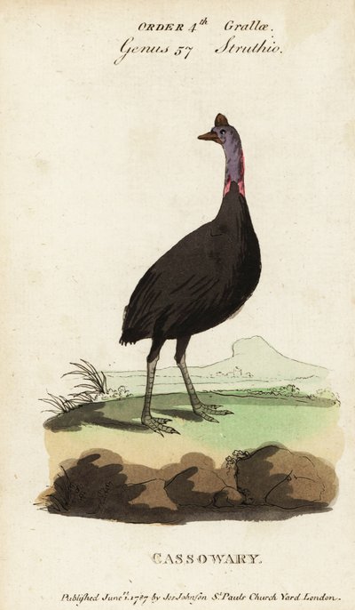 Kazuar południowy , Casuarius casuarius autorstwa Francois Nicolas Martinet