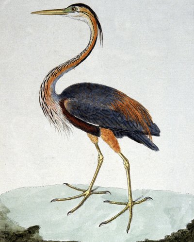 Purpurowa czapla autorstwa Francois Nicolas Martinet