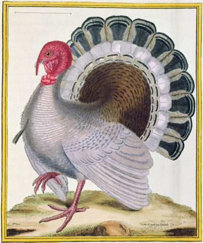 Turcja, z "Histoire Naturelle des Oiseaux" Georges
