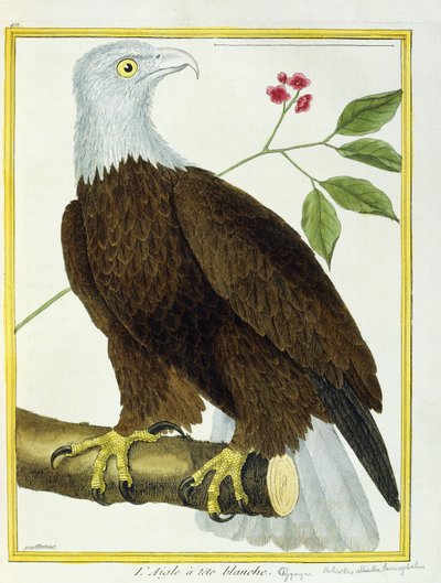 Orzeł białogłowy, ok. 1770-1786 autorstwa Francois Nicolas Martinet