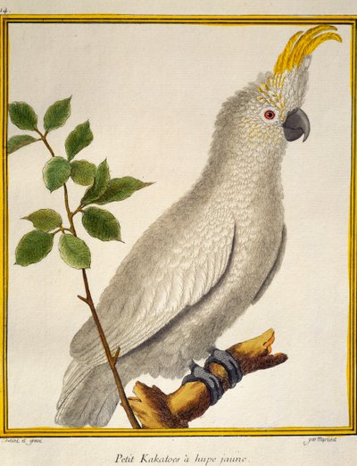 Kakadu żółtoczuba (Cacatua sulphurea), z historii naturalnej ptaków autorstwa Francois Nicolas Martinet