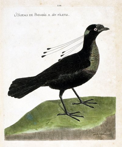 Tablica zoologiczna (ornitologia): rajski ptak ma sześć sieci (wahnes paradise lub wahnesi patoria). Ilustracja w „Historii ptaków malowanych w ich pozornych i wrażliwych aspektach” Francois Nicolas Martinet (1731-1800). Prywatna kolekcja. autorstwa Francois Nicolas Martinet