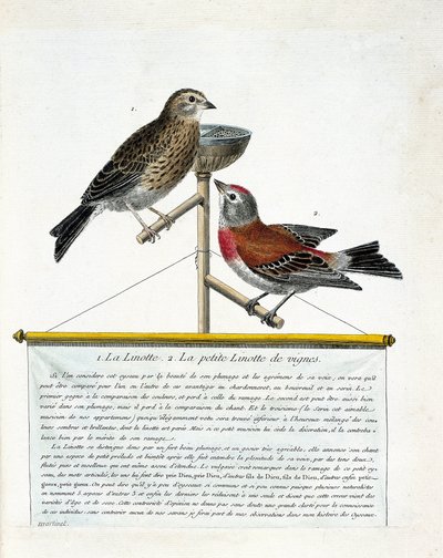 Tablica zoologiczna (ornitologia): od góry do dołu: Linotte (melodyjny linotte) i mały linotte z winorośli (carduelis cannabina) na grzędzie. Ilustracja w „Historii ptaków, namalowanych w ich pozornych i wrażliwych aspektach” Francoi autorstwa Francois Nicolas Martinet