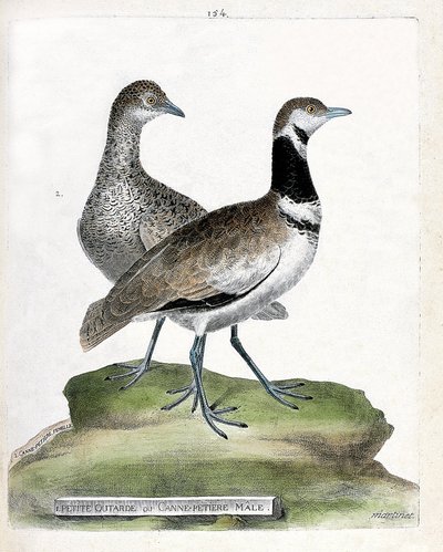 Tablica zoologiczna (ornitologia): przód: mały drop lub mała męska laska i tył: żeńska mała laska (canepetiere drop lub tetrax tetrax). Ilustracja w „Historii ptaków malowanych w ich pozornych i wrażliwych aspektach” Francois Nicolas Mar autorstwa Francois Nicolas Martinet